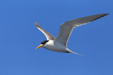 Büyük tepeli Avustralya uçan sumru (Sterna bergii)