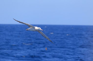 göçebe Albatros diomedea exulans gibsoni, Avustralya