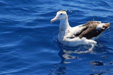 Albatros (Diomedea exulans gibsoni) Avustralya, göçebe
