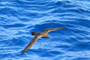 Kama kuyruklu Shearwater (Procellaria pacifica) Avustralya