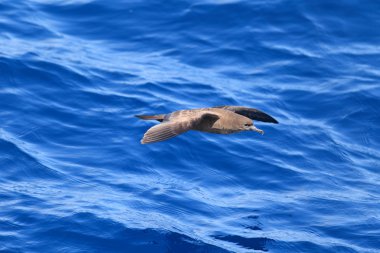 Kama kuyruklu Shearwater (Procellaria pacifica) Avustralya