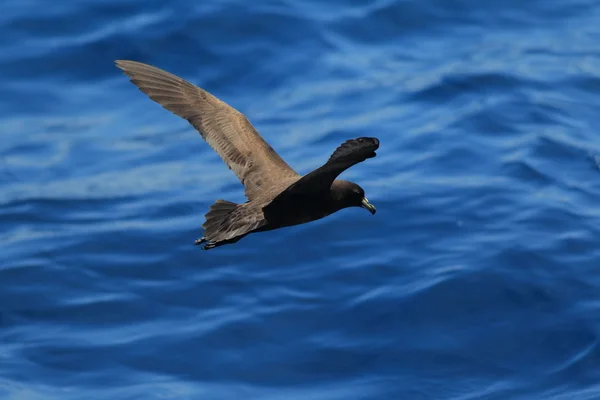 Black Petrel (Majaqueus parkinsoni) em NSW, Austrália — Fotografia de Stock