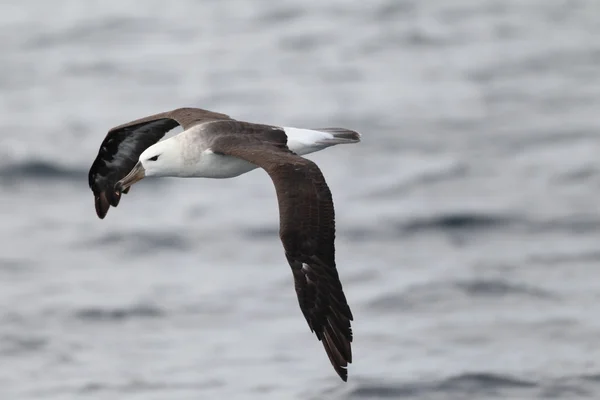 Dolmányos albatrosz (Diomedea melanophris), Ausztrália — Stock Fotó