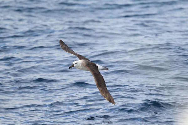 Albatros à tête noire (Diomedea melanophris) en Australie — Photo