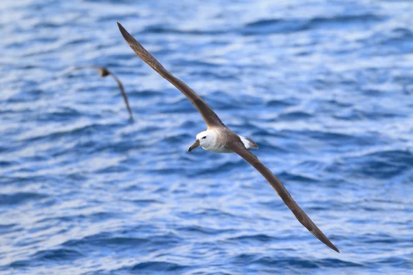 Czarny białobrewy Albatros (Diomedea melanophris) w Australii — Zdjęcie stockowe