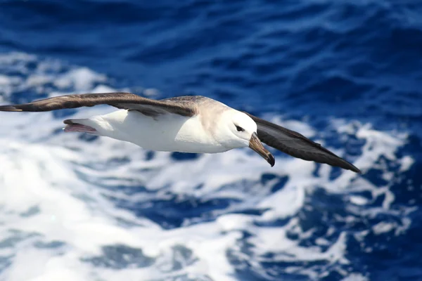 Avustralya kara kaşlı Albatros (Diomedea melanophris) — Stok fotoğraf
