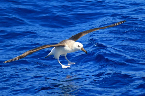 Czarny białobrewy Albatros (Diomedea melanophris) w Australii — Zdjęcie stockowe