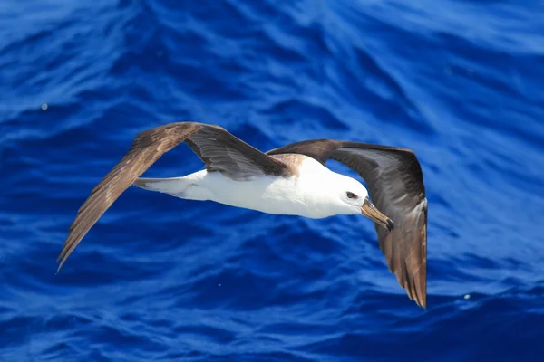 Svartbrynad albatross (Diomedea melanophris) i Australien — Stockfoto