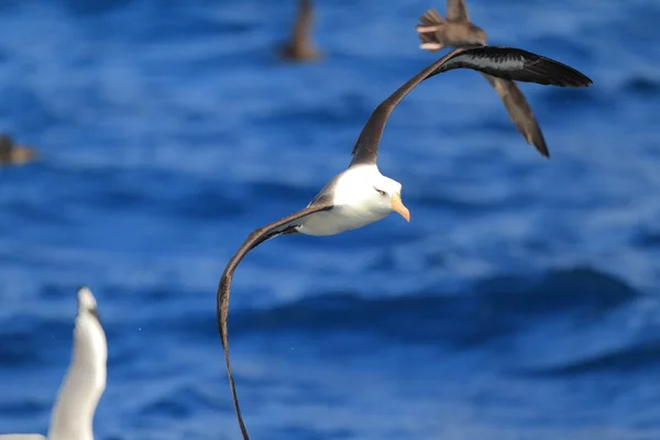 Albatrosse (thalassarche melanophris impavida) fliegen in nsw, Australien — Stockfoto