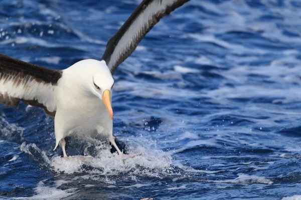 飛行中 Campbell のアルバトロス (Thalassarche melanophris impavida) — ストック写真