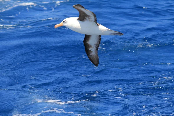 Albatros de Campbell (Thalassarche melanophris impavida) en vol — Photo