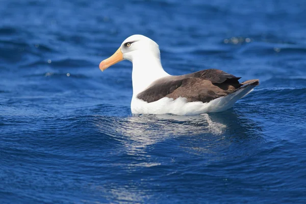 Альбатрос Кэмпбелла (Thalassarche melanophris impavida) в полете — стоковое фото