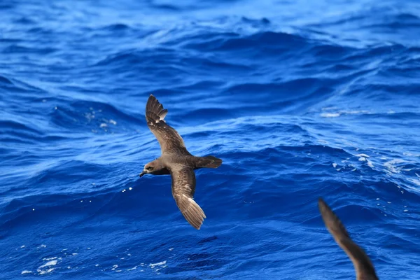 Petrel de rosto cinzento (Pterodroma macroptera) na Austrália — Fotografia de Stock