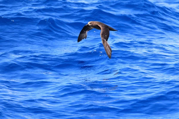 Szary-w obliczu Petrel (Pterodroma macroptera) w Australii — Zdjęcie stockowe