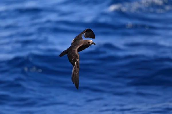 Petrel de cara gris (Pterodroma macroptera) en Australia — Foto de Stock