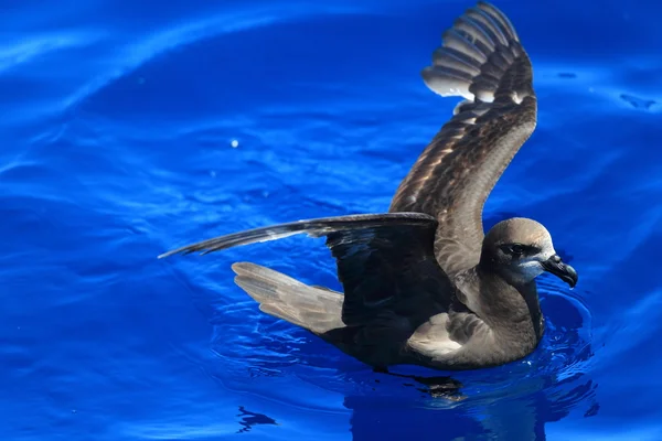 Petrel dalla faccia grigia (Pterodroma macroptera) in Australia — Foto Stock