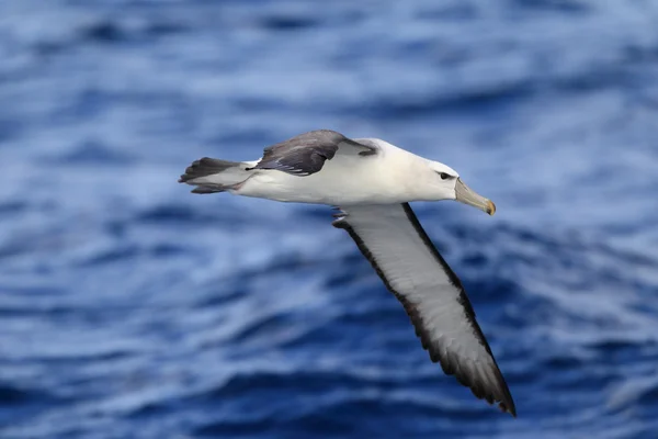 Albatross tímido (Thalassarche cauta ) — Foto de Stock