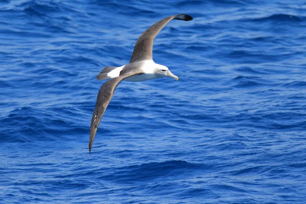 Nieśmiały Albatross (Thalassarche cauta) — Zdjęcie stockowe