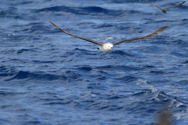 Nieśmiały Albatross (Thalassarche cauta) — Zdjęcie stockowe