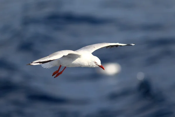 Eine Silbermöwe, die über das Meer fliegt — Stockfoto