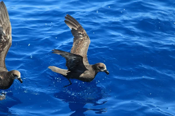 Graugesichtssturmvogel (pterodroma macroptera) in Australien — Stockfoto