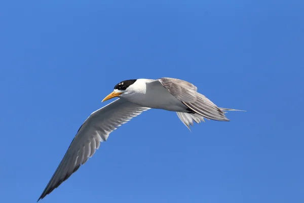 Greater Crested Tern (Sterna bergii) flying at Australia — Stock Photo, Image