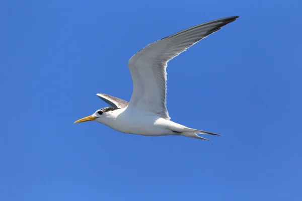 Greater Crested Tern (Sterna bergii) flying at Australia — Stock Photo, Image