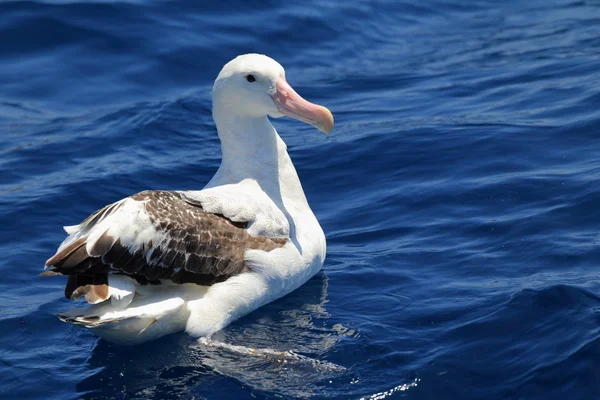 Girovagare per l'Albatross Diomedea esulta gibsoni in Australia — Foto Stock