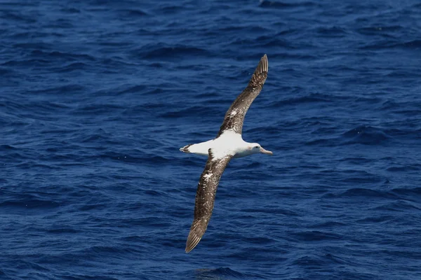 Vagueando Albatroz Diomedea exulans gibsoni na Austrália — Fotografia de Stock