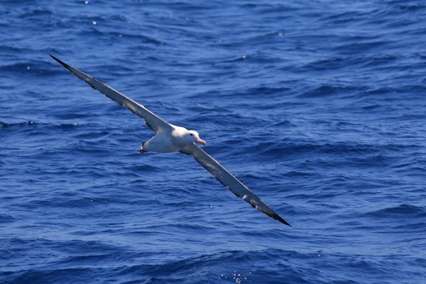 Vagueando Albatroz Diomedea exulans gibsoni na Austrália — Fotografia de Stock