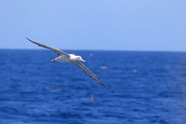 ワタリアホウドリ ディオ メディア exulans gibsoni オーストラリアで — ストック写真