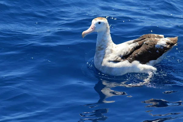 Putování albatrosa (Diomedea exulans gibsoni) v Austrálii — Stock fotografie