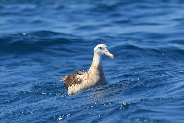 Wandering Albatross (Diomedea exulans gibsoni) at Australia — Stock Photo, Image