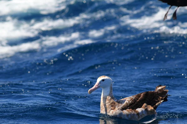 Albatross (Diomedea exulans gibsoni) op Australië zwerven — Stockfoto