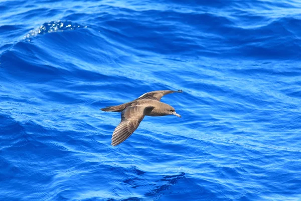 Клинохвостый буревестник (Procellaria pacifica) в Австралии — стоковое фото