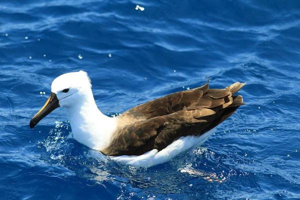 Indian żółty węszył Albatross (Thalassarche chlororhynchos carteri) w Australii — Zdjęcie stockowe