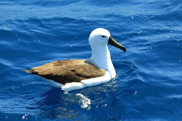 Indian Yellow-nosed Albatross (Thalassarche chlororhynchos carteri) at Australia — Stock Photo, Image