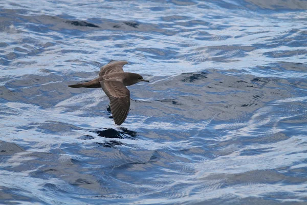 Wedge-tailed Shearwater (Procellaria pacifica) in Australia — Stock Photo, Image