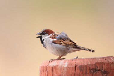 Ev serçesi (Passer domesticus) Nsw, Avustralya