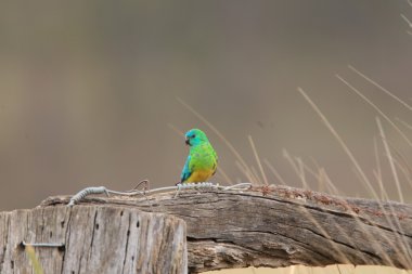 Kızıl sırtlı papağan (psephotus haematonotus), nsw, Avustralya
