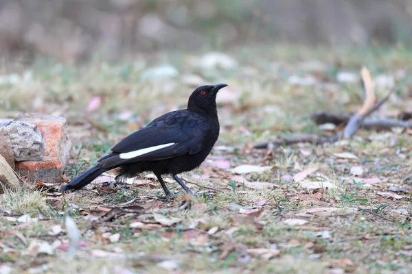 AK kanatlı öksürük (corcorax melanorhamphos) NSW, Avustralya — Stok fotoğraf