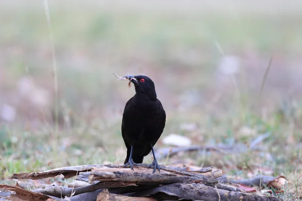 Bílý okřídlený kašel (corcorax melanorhamphos) v nsw, Austrálie — Stock fotografie