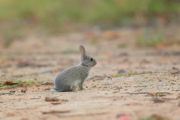 European Rabbit (Oryctolagus cuniculus) — Stock Photo, Image