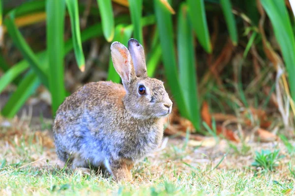 European Rabbit (Oryctolagus cuniculus) — Stock Photo, Image