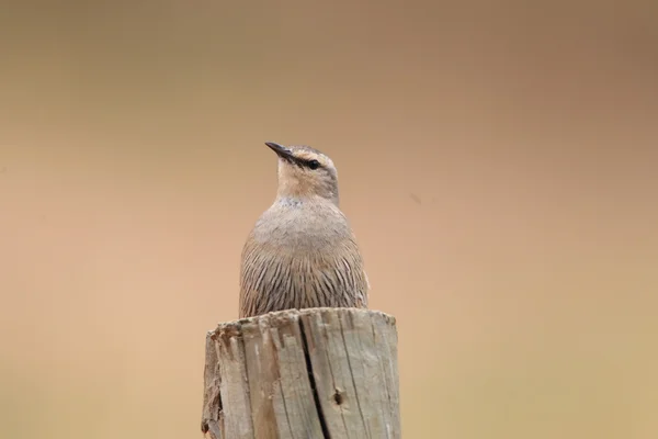 棕色 treecreeper (climacteris picumnus) 在澳大利亚新南威尔士州 — 图库照片