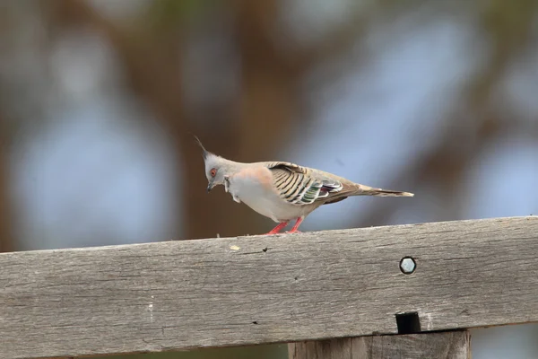 Crested Pigeon (Ocyphaps lophotes) In NSW,Australia — Stock Photo, Image
