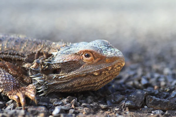 Eastern Bearded Dragon (Pogona barbata) in Australia — Stock Photo, Image