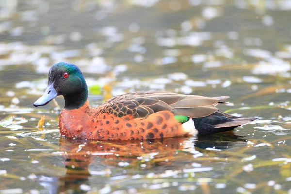 Chestnut Teal (Anas castanea) en el Parque Nacional Real, Australia —  Fotos de Stock