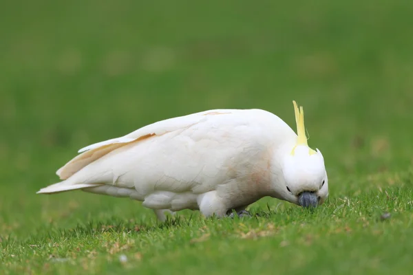 Θείου Cockatoo λοφιοφόρος (κρεβάτι galerita) στην Αυστραλία — Φωτογραφία Αρχείου