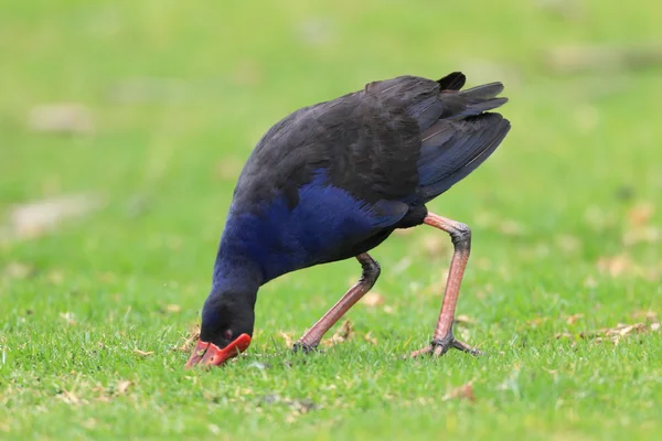 セイケイ (porphyrio porphyrio) ロイヤル n.p, ニューサウス ウェールズ州, オーストラリア — ストック写真